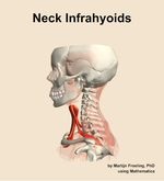 Muscles of the infrahyoids compartment of the neck - orientation 1