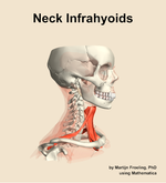 Muscles of the infrahyoids compartment of the neck - orientation 10