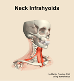 Muscles of the infrahyoids compartment of the neck - orientation 11