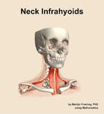 Muscles of the infrahyoids compartment of the neck - orientation 12