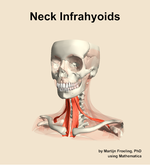 Muscles of the infrahyoids compartment of the neck - orientation 14