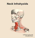 Muscles of the infrahyoids compartment of the neck - orientation 15