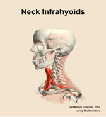Muscles of the infrahyoids compartment of the neck - orientation 16