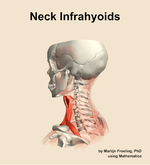 Muscles of the infrahyoids compartment of the neck - orientation 2