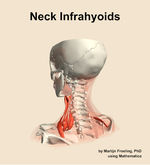 Muscles of the infrahyoids compartment of the neck - orientation 3