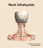 Muscles of the infrahyoids compartment of the neck - orientation 5