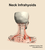 Muscles of the infrahyoids compartment of the neck - orientation 6