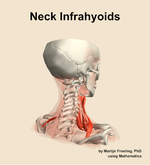 Muscles of the infrahyoids compartment of the neck - orientation 7
