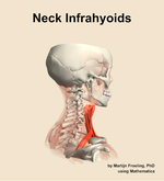 Muscles of the infrahyoids compartment of the neck - orientation 8