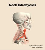 Muscles of the infrahyoids compartment of the neck - orientation 9