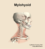The mylohyoid muscle of the neck - orientation 10