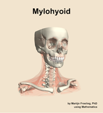 The mylohyoid muscle of the neck - orientation 12