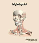The mylohyoid muscle of the neck - orientation 14