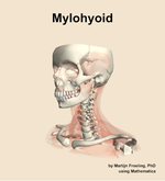 The mylohyoid muscle of the neck - orientation 15