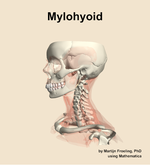The mylohyoid muscle of the neck - orientation 16