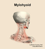 The mylohyoid muscle of the neck - orientation 7