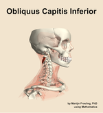 The obliquus capitis inferior muscle of the neck - orientation 10