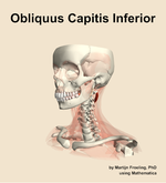 The obliquus capitis inferior muscle of the neck - orientation 15