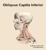 The obliquus capitis inferior muscle of the neck - orientation 16
