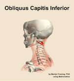 The obliquus capitis inferior muscle of the neck - orientation 2