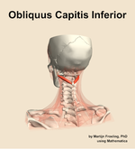 The obliquus capitis inferior muscle of the neck - orientation 4