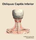 The obliquus capitis inferior muscle of the neck - orientation 5