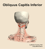 The obliquus capitis inferior muscle of the neck - orientation 6