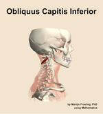 The obliquus capitis inferior muscle of the neck - orientation 9