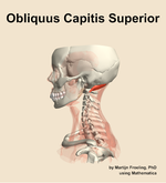 The obliquus capitis superior muscle of the neck - orientation 1