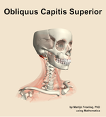 The obliquus capitis superior muscle of the neck - orientation 11