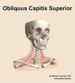 The obliquus capitis superior muscle of the neck - orientation 12