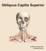 The obliquus capitis superior muscle of the neck - orientation 13