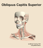 The obliquus capitis superior muscle of the neck - orientation 14