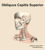 The obliquus capitis superior muscle of the neck - orientation 15