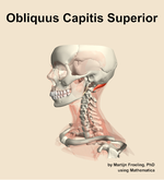 The obliquus capitis superior muscle of the neck - orientation 16