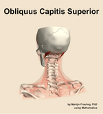The obliquus capitis superior muscle of the neck - orientation 4