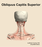 The obliquus capitis superior muscle of the neck - orientation 5