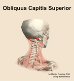 The obliquus capitis superior muscle of the neck - orientation 7