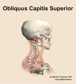 The obliquus capitis superior muscle of the neck - orientation 8