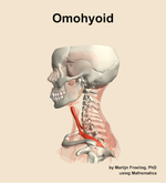 The omohyoid muscle of the neck - orientation 1