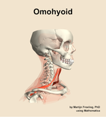 The omohyoid muscle of the neck - orientation 10