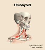 The omohyoid muscle of the neck - orientation 11