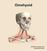 The omohyoid muscle of the neck - orientation 12