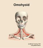 The omohyoid muscle of the neck - orientation 13