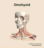 The omohyoid muscle of the neck - orientation 14