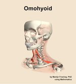 The omohyoid muscle of the neck - orientation 15