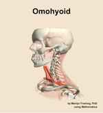 The omohyoid muscle of the neck - orientation 16