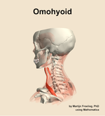 The omohyoid muscle of the neck - orientation 2