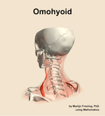 The omohyoid muscle of the neck - orientation 3