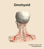 The omohyoid muscle of the neck - orientation 4